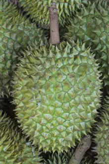 Images Dated 17th January 2013: Vietnam, Ho Chi Minh City, Ben Thanh Market, Fruit Stall Display of Durians