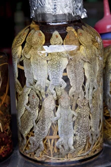 Images Dated 8th February 2010: Vietnam, Hue, Preserved Frogs in Traditional Medicine Shop