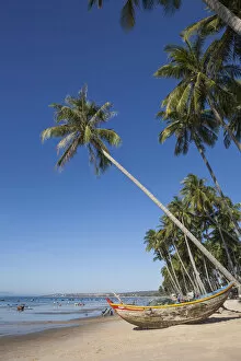 Images Dated 17th January 2013: Vietnam, Mui Ne, Mui Ne Beach, Fishing Boat and Palm Trees