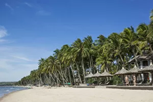 Images Dated 17th January 2013: Vietnam, Mui Ne, Mui Ne Beach, Palm Trees
