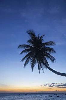 Images Dated 17th January 2013: Vietnam, Mui Ne, Mui Ne Beach, Palm Trees at Sunset