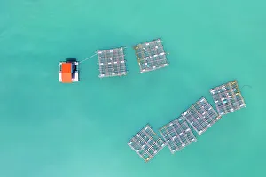 Vietnam Gallery: Vietnam, Phu Yen, an aerial view of rafts used for fishing, float in a lagoon near Phu Yen