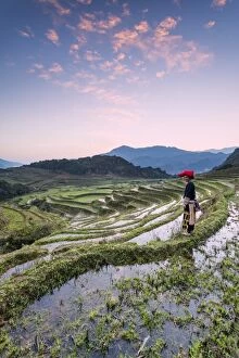Tribal Gallery: Vietnam, Sapa. Red Dao woman on rice paddies at sunrise (MR)