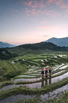 Images Dated 24th June 2014: Vietnam, Sapa. Red Dao women on rice paddies at sunrise (MR)