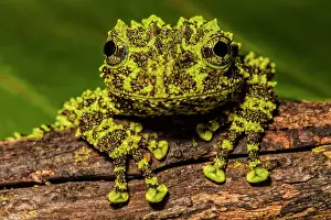 Vietnamese Mossy Frog (Theloderma corticale) - captive, Ontario, Canada