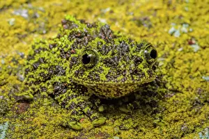 Captive Prints: Vietnamese Mossy Frog (Theloderma corticale) - captive