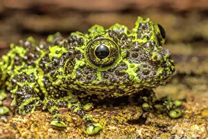 Captive Prints: Vietnamese Mossy Frog (Theloderma corticale) - captive
