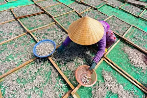 Harvesting Prints: Vietnamese woman drying anchovies on wooden racks, Tuy An, Phu Yen Province, Vietnam