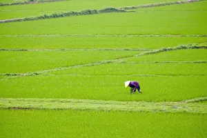 Viet Nam Prints: Vietnamese woman working in rice fields, Son Trach, Bo Trach District, Quang Binh
