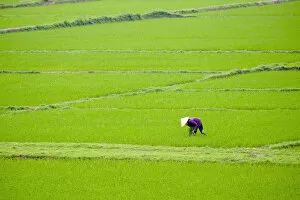 Worker Gallery: Vietnamese woman working in rice fields, Son Trach, Bo Trach District, Quang Binh