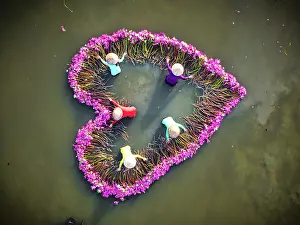 Straight Down Prints: Vietnamese women arranging pink lily flowers into a heart, Mekong Delta, Vietnam. (MR)