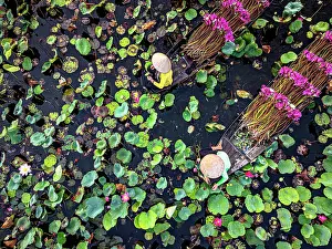Straight Down Prints: Vietnamese women carrying lily flowers through Mekong River covered with lotus