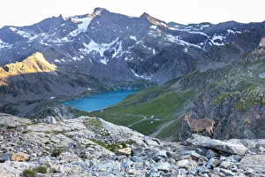 Mountain Lake Prints: View of Agnel Lake from Colle del Nivolet with Ibex in foreground