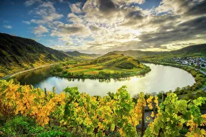 River Mosel Prints: View from the autumnal vineyards near Bremm into the Moselle valley