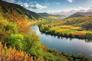 River Mosel Prints: View from the autumnal vineyards near Bremm into the Moselle valley to the Stuben monastery ruins
