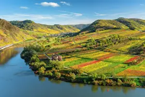 River Mosel Prints: View from the autumnal vineyards near Bremm into the Moselle valley to the Stuben monastery ruins