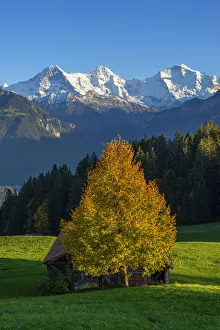 Images Dated 27th November 2019: View from Beatenberg on Eiger, Monch and Jungfrau, Berner Oberland, Switzerland
