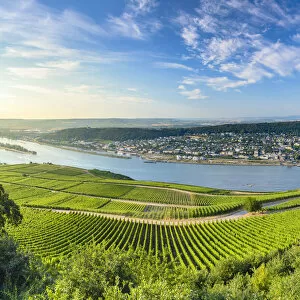 View of Bingen, vineyards and River Rhine, Rudesheim, Rhineland-Palatinate, Germany