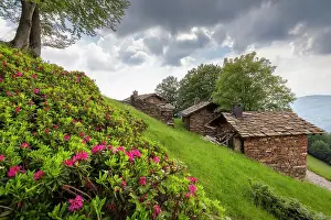 Varese District Prints: View of the blooming rhododendrons at Alpone di Curiglia in spring