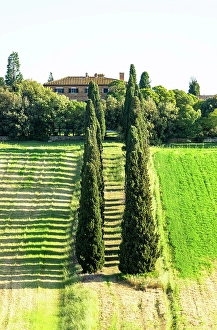 Rolling Hills Prints: View towards Gladiator villa and cypress trees, Val d'Orcia, Tuscany, Italy