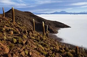 Salar De Uyuni Gallery: View from the top of Isla de Pescado