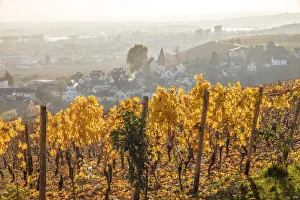 Rheingau Prints: View from Johannisberg Castle to the Rhine Valley, Rheingau, Hesse, Germany