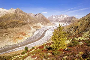 Wallis Prints: View of a larch tree changing color above the Aletsch glacier