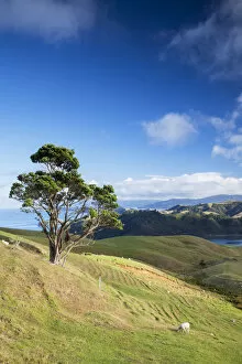 View of Manaia Harbour and farmland, Coromandel Peninsula, North Island, New Zealand
