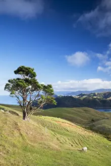 Coromandel Prints: View of Manaia Harbour and farmland, Coromandel Peninsula, North Island, New Zealand