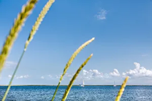 Graswarder Prints: View towards nature reserve, Graswarder, Heiligenhafen, Baltic coast, Schleswig-Holstein