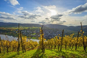 Images Dated 12th November 2021: View at Punderich, Mosel valley, Rhineland-Palatinate, Germany