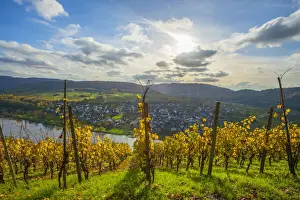 Horseshoe Bend Prints: View at Punderich, Mosel valley, Rhineland-Palatinate, Germany