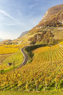 Rhone Prints: View of the railway and the surrounding vineyards of Aigle castle in autumn