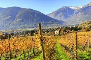 Merano Collection: View of Ramez Castle surrounded by vineyards