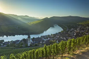 Mosel Weinstrasse Prints: View of River Moselle, Bremm, Rhineland-Palatinate, Germany