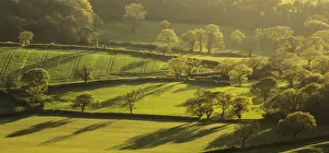 Hedges Prints: View of trees with new foliage from Eggardon Hill across Dorset countryside, Dorset