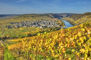 View at Trittenheim with river Mosel at fall, Rhineland-Palatine, Germany