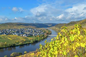 River Mosel Prints: View at Trittenheim with river Moselle, Moselle valley, Rhineland-Palatinate, Germany