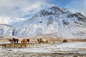 Pastures Prints: View of typical icelandic horses in winter. Southern Iceland, Europe