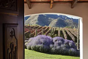 Grape Prints: View of the vineyards in autumn through the door of the Bodega San Pedro de Yacochuya