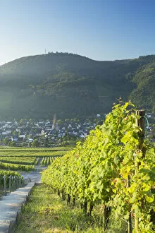 View of vineyards, Bernkastel-Kues, Rhineland-Palatinate, Germany