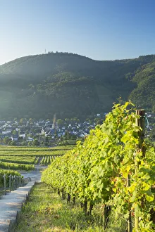 Images Dated 11th October 2016: View of vineyards, Bernkastel-Kues, Rhineland-Palatinate, Germany