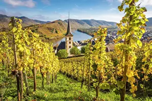 Wine Growing Region Prints: View from the vineyards of the Calmont vineyard to the town of Bremm with the church of St