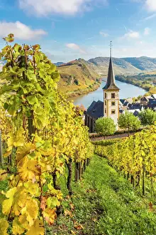 Wine Growing Region Prints: View from the vineyards of the Calmont vineyard to the town of Bremm with the church of St