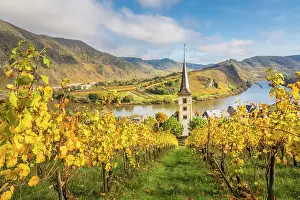 Wine Growing Region Prints: View from the vineyards of the Calmont vineyard to the town of Bremm with the church of St