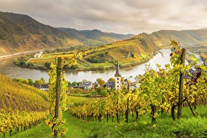 Wine Growing Region Prints: View from the vineyards of the Calmont vineyard to the town of Bremm on the Mosel
