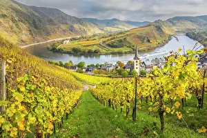 Steep Prints: View from the vineyards of the Calmont vineyard to the town of Bremm on the Moselle with the church of St