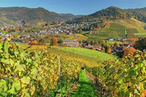 Wine Route Prints: View over vineyards to Kappelrodeck in autumn, Black Forest, Baden-Wurttemberg, Germany