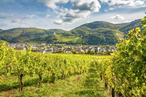 Mosel Wine Prints: View from the vineyards to Kues with church St