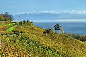 View over vineyards to Lake Constance and Swiss Alps, Upper Swabia, Baden-Wurttemberg, Germany
